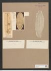 Navicula lyra var. recta Grun. (de-Toni-Nr.: Genus 1, Species 327) Zeichnungen Sammlung Grunow Nr. 747 (NHMW-BOT-W0367139)